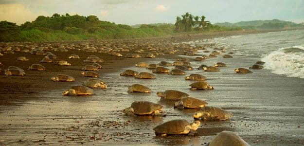 Tortuguero