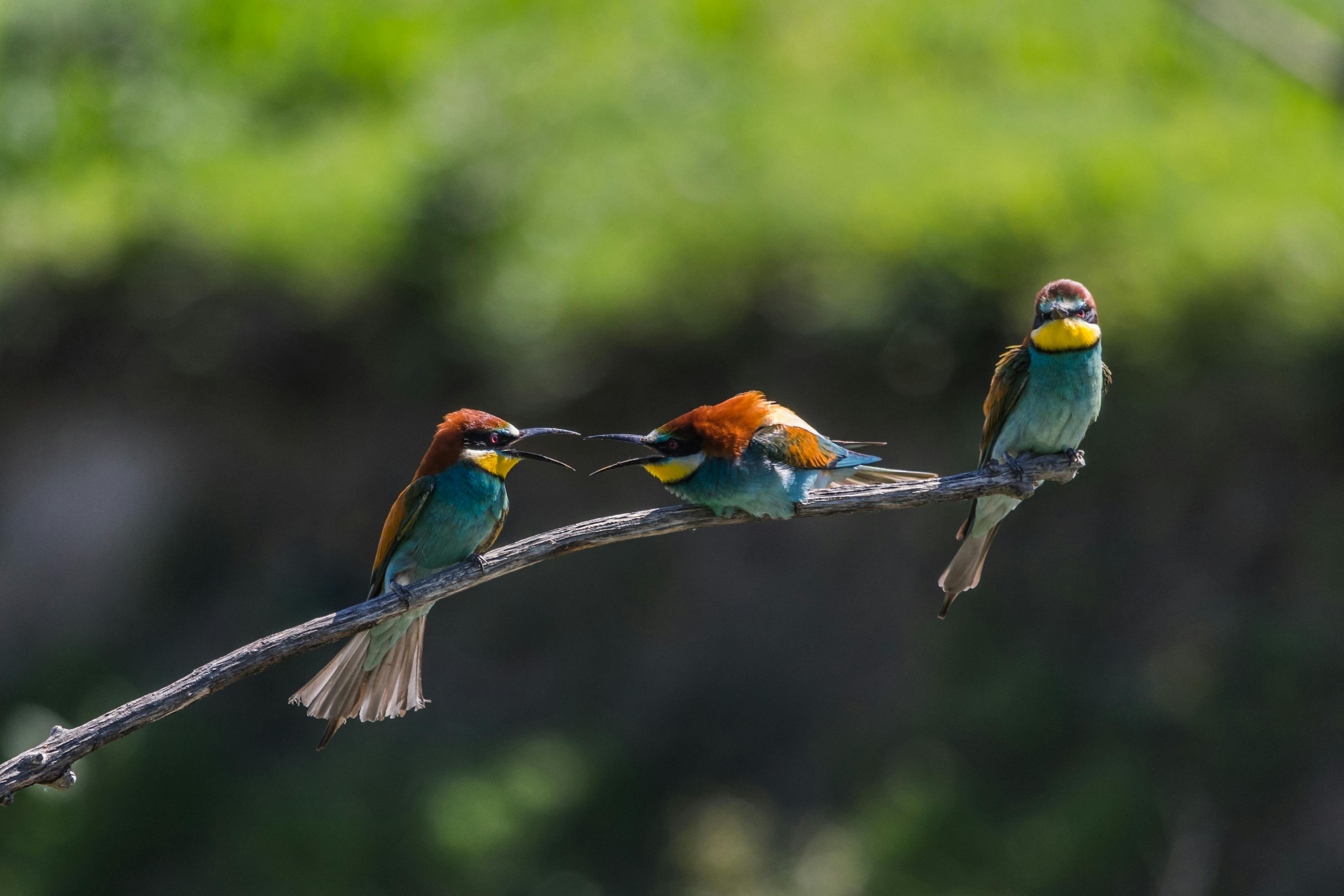 Exploring Global Big Day: A Birdwatcher's Paradise in Colombia