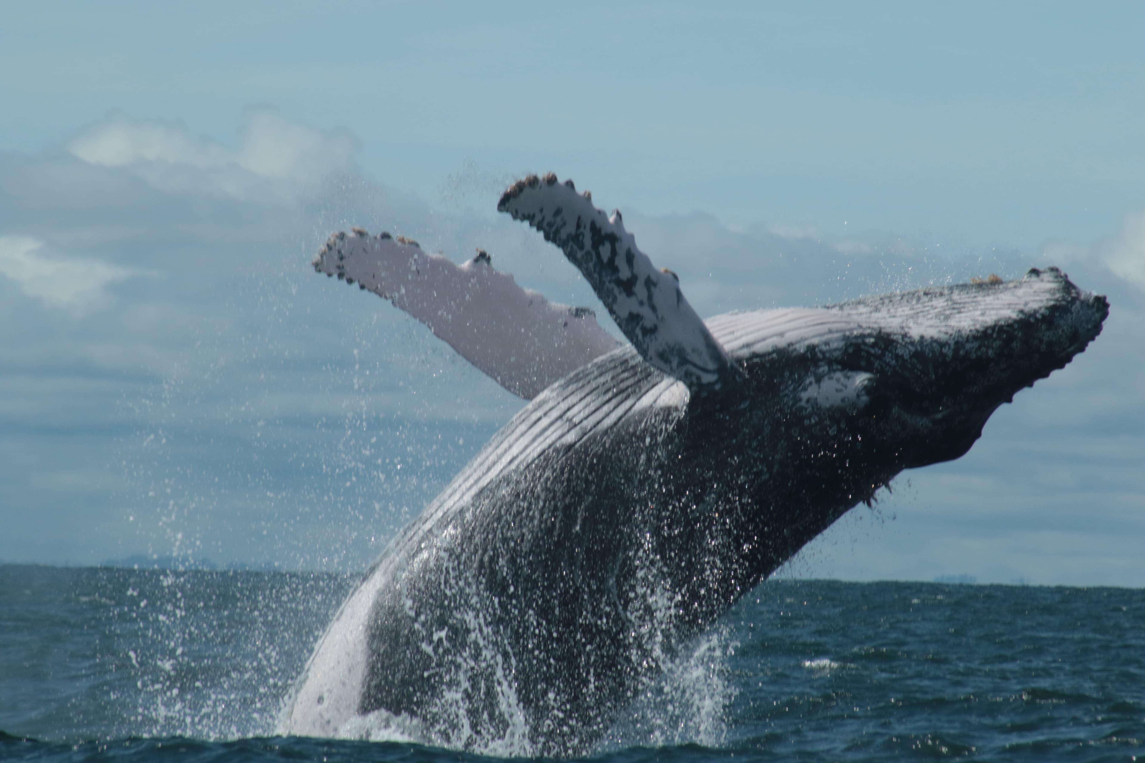 Pacifico Ballenas