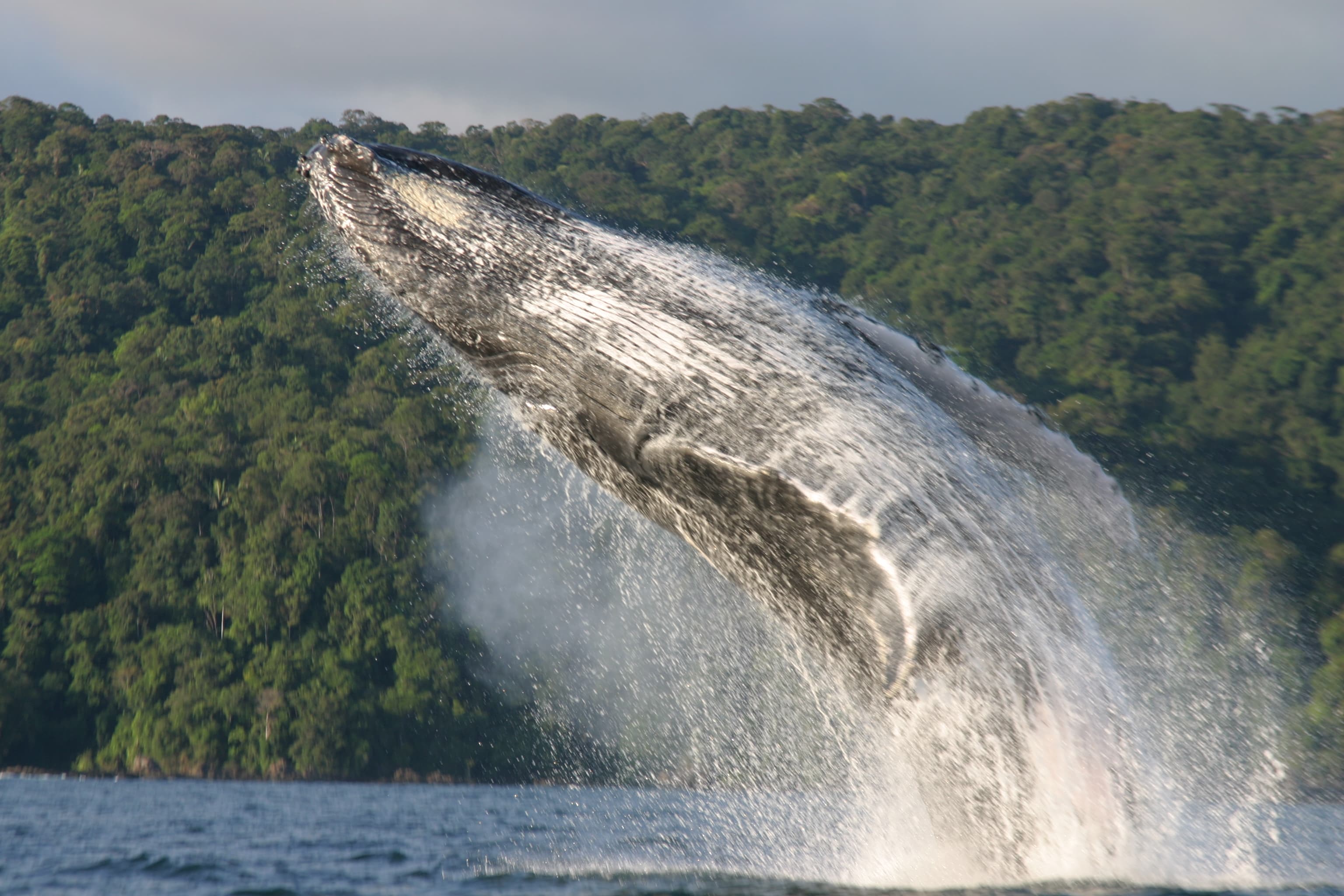 Temporada  ballenas 2025 🐳