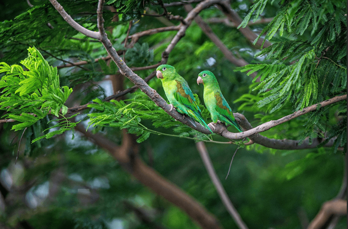 Exploring Putumayo: A Paradise for Bird Watching in Colombia